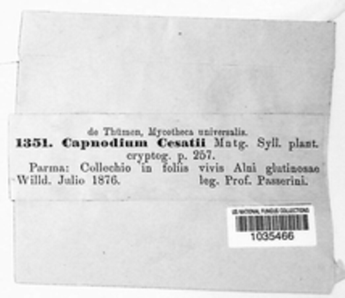 Capnodium cesatii image